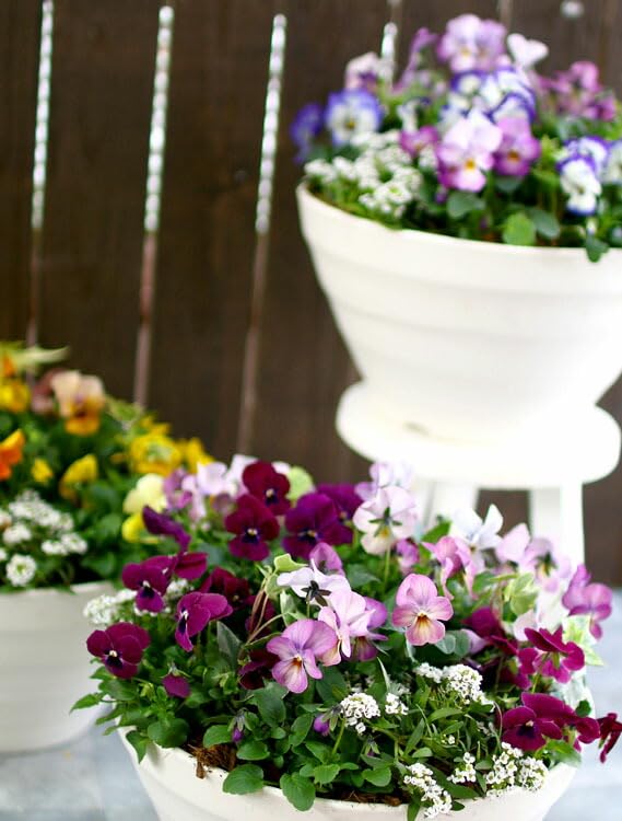 お花　寄せ植え　ビオラ Amazon.co.jp: ビオラの寄せ植え[ローズリバー(プランターver]玄関